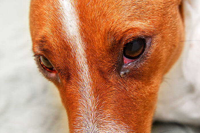 Red Eyes in Dogs 1