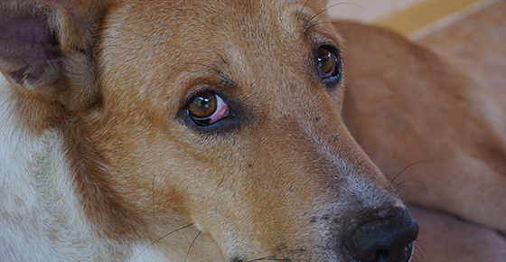 Red Eyes in Dogs