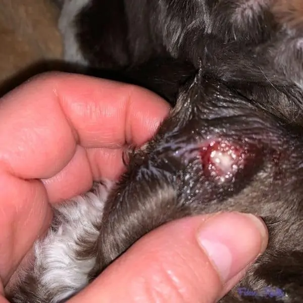 Sebaceous Cysts in Dogs 1