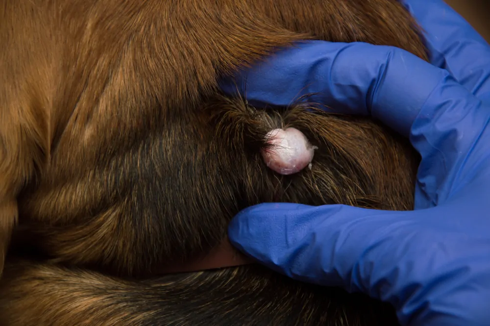 Sebaceous Cysts in Dogs