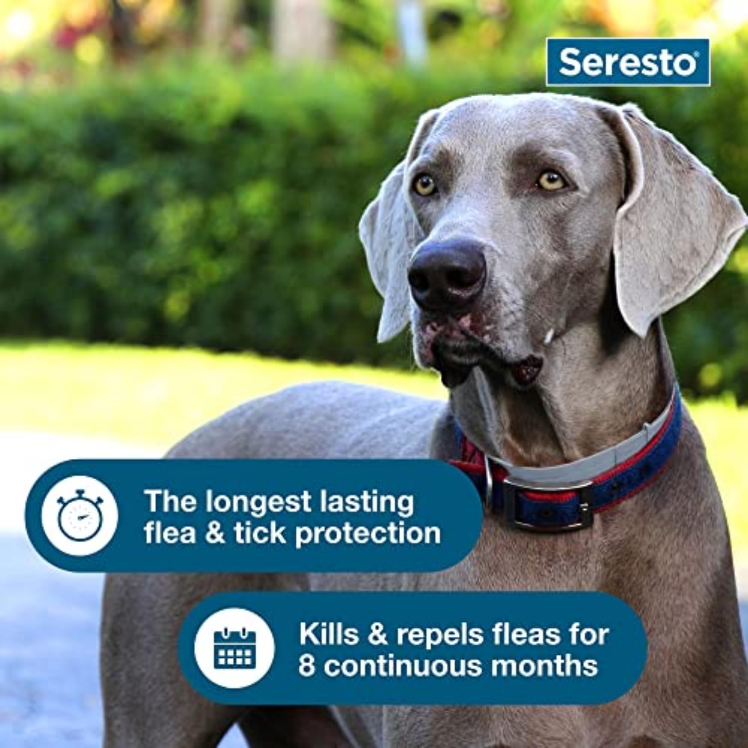 Seresto Dog Collar