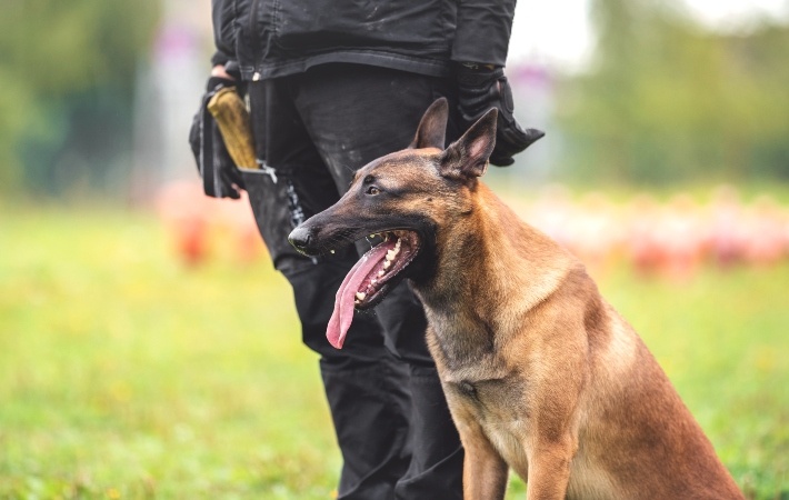 Top Police Dog Breeds