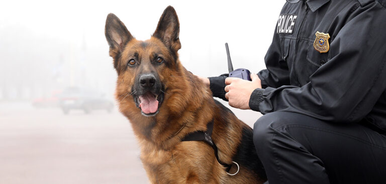 Top Police Dog Breeds