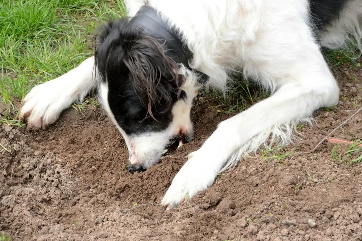 Why Dog Eating Dirt