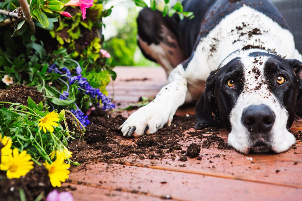 Why Dog Eating Dirt