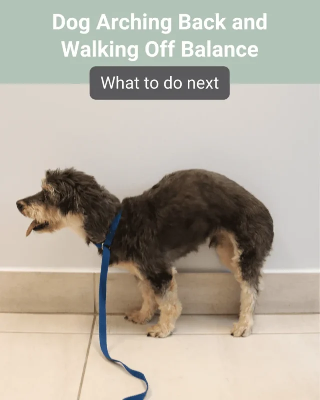 Balance Issues in Dogs