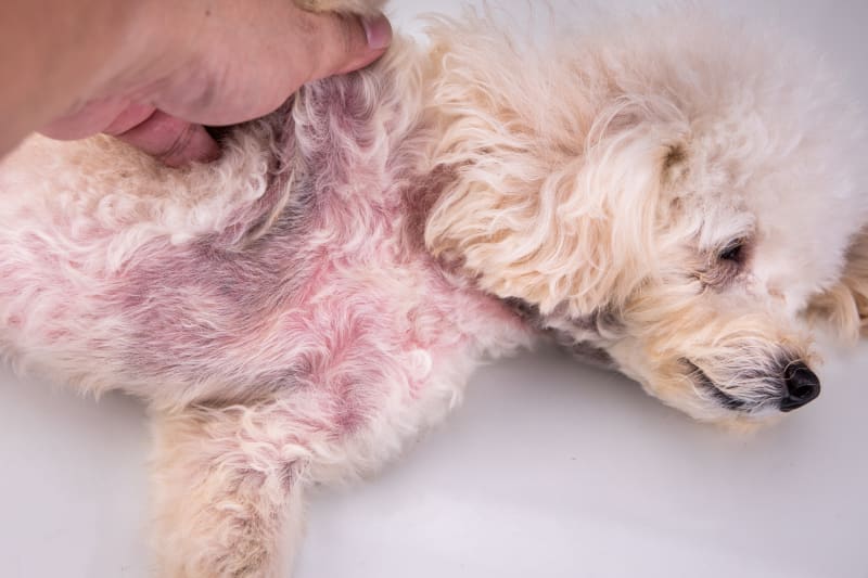 Yeast Infections in Dogs