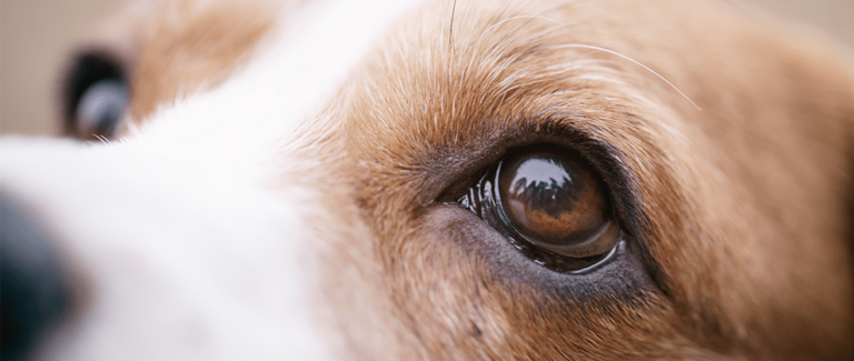 corneal ulcers in dogs