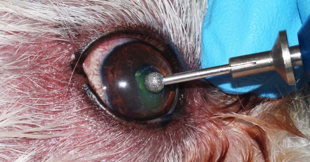 corneal ulcers in dogs