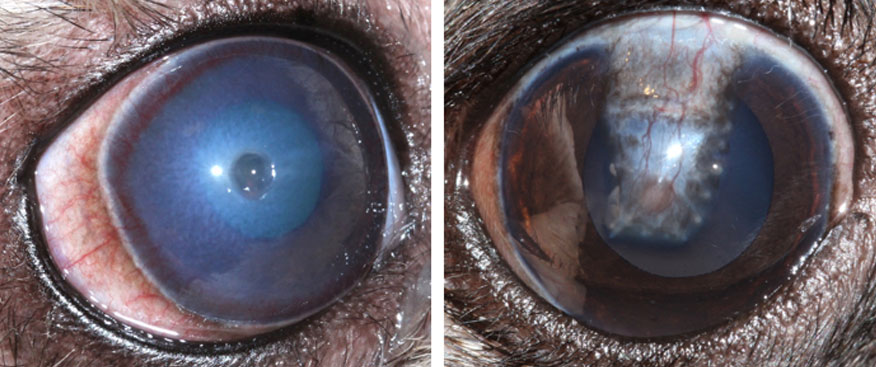 corneal ulcers in dogs