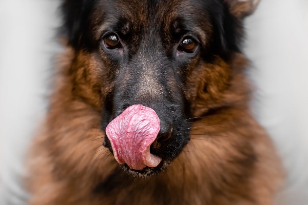 Dogs Lick Their Lips