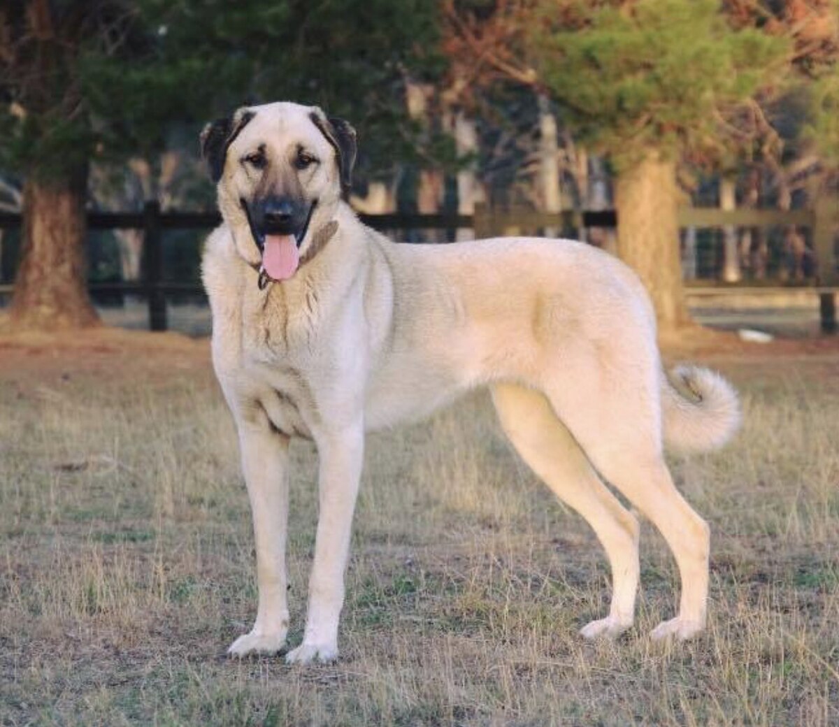 Kangal Shepherd Dog Turkey s Powerful Livestock Guard Breed