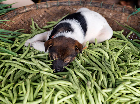 Are Green Beans Good for Dogs
