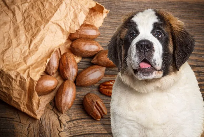 Pecans for Dogs
