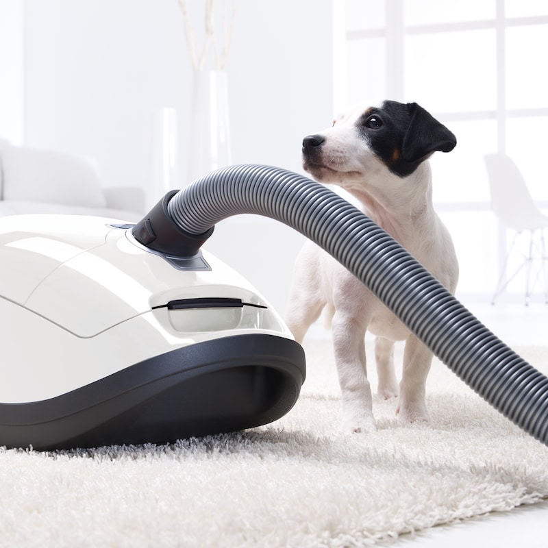 Miele Dog Vacuum: Best Pet Hair Solution for 2025 3 Miele Dog Vacuum