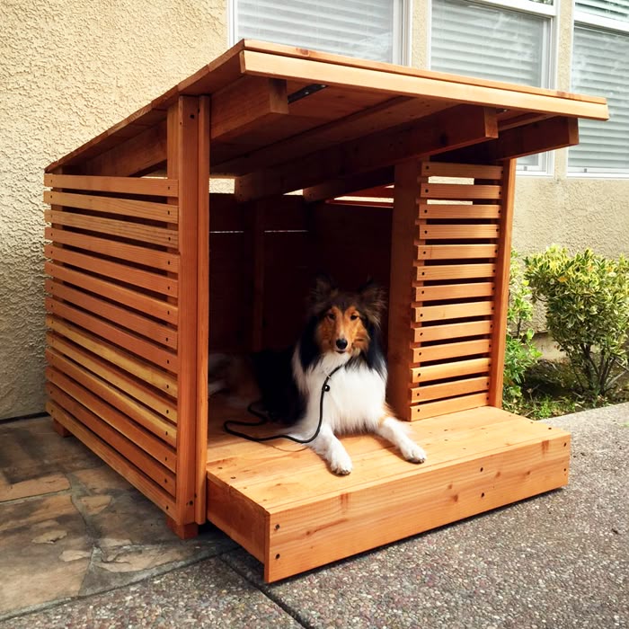 Stylish Dog Room Ideas For a Cozy Pup Haven 2025 3 Stylish Dog Room