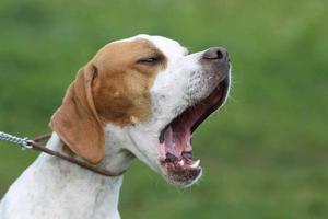 Why Dogs Bark So Loud: Understanding Your Noisy Canine Companion 3 Dogs Bark