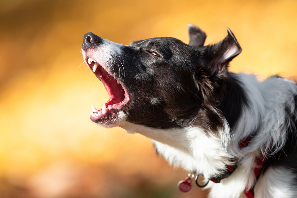 Why Dogs Bark So Loud: Understanding Your Noisy Canine Companion 4 Dogs Bark