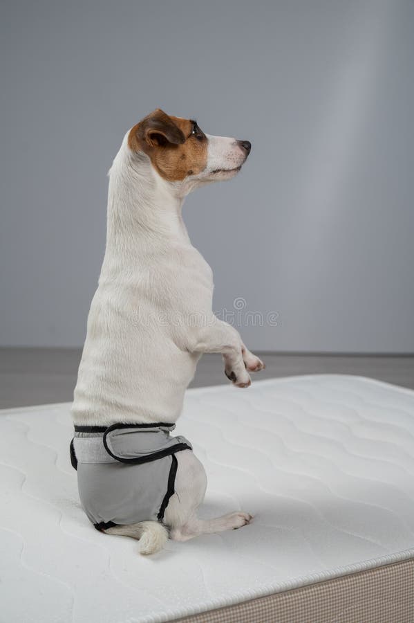 Dog Diapers 2025: Essential Guide to Choosing the Right Fit 2 Dog Diapers