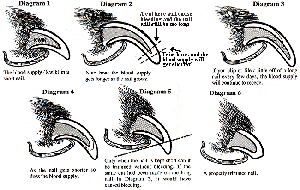How to Trim Dog Nails Safely: A Complete Guide 2025 3 Dog Nails 1