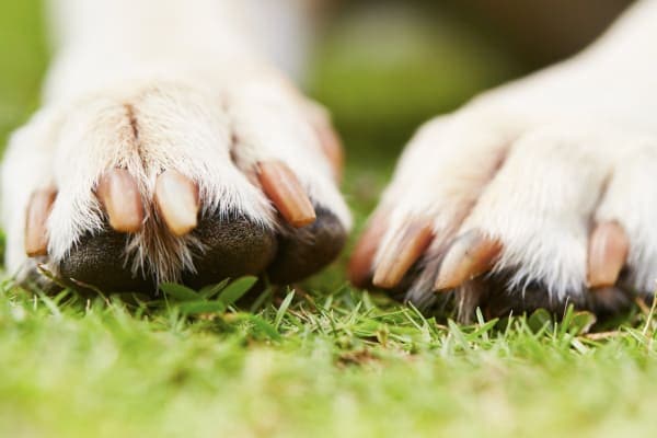 How to Trim Dog Nails Safely: A Complete Guide 2025 4 Dog Nails