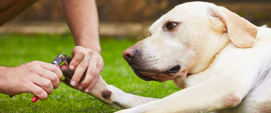 How to Trim Dog Nails Safely: A Complete Guide 2025 2 Dog Nails