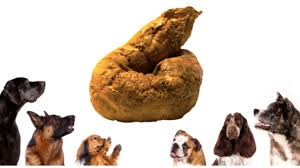 Understanding Mucus in Dog Poop: Causes & Solutions 2025 3 Dog Poop