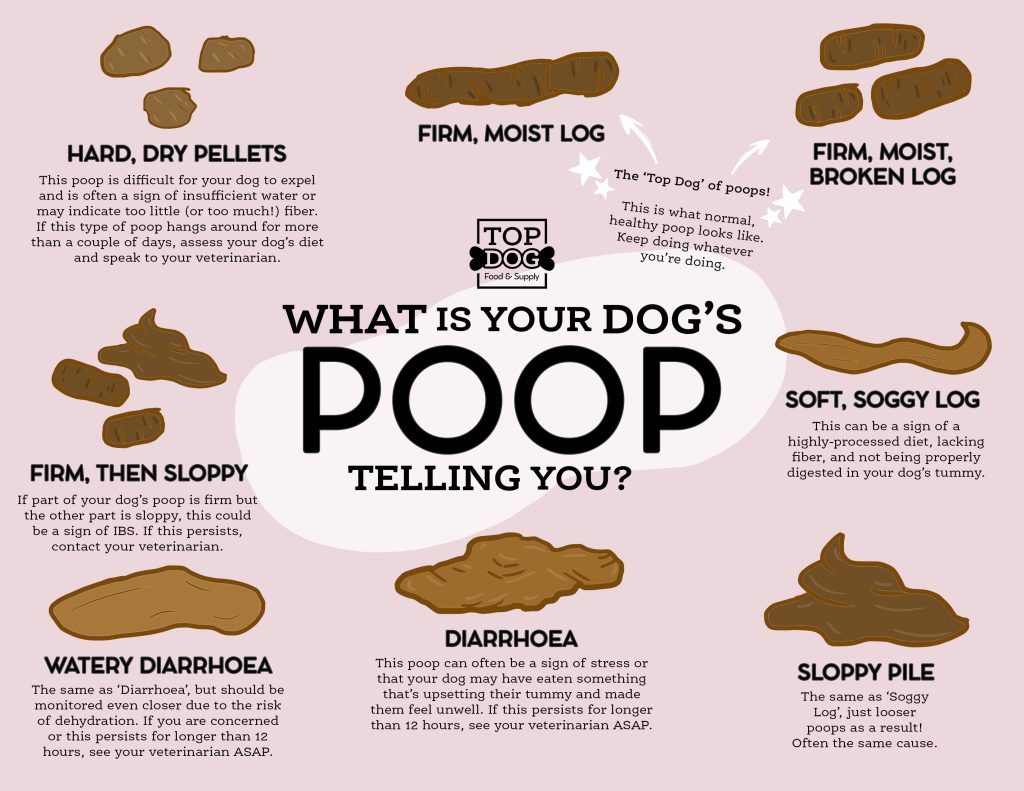 Understanding Mucus in Dog Poop: Causes & Solutions 2025 2 Dog Poop