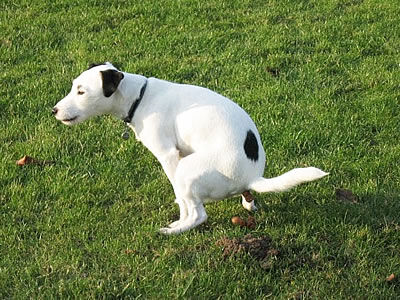 Understanding Mucus in Dog Poop: Causes & Solutions 2025 4 Dog Poop