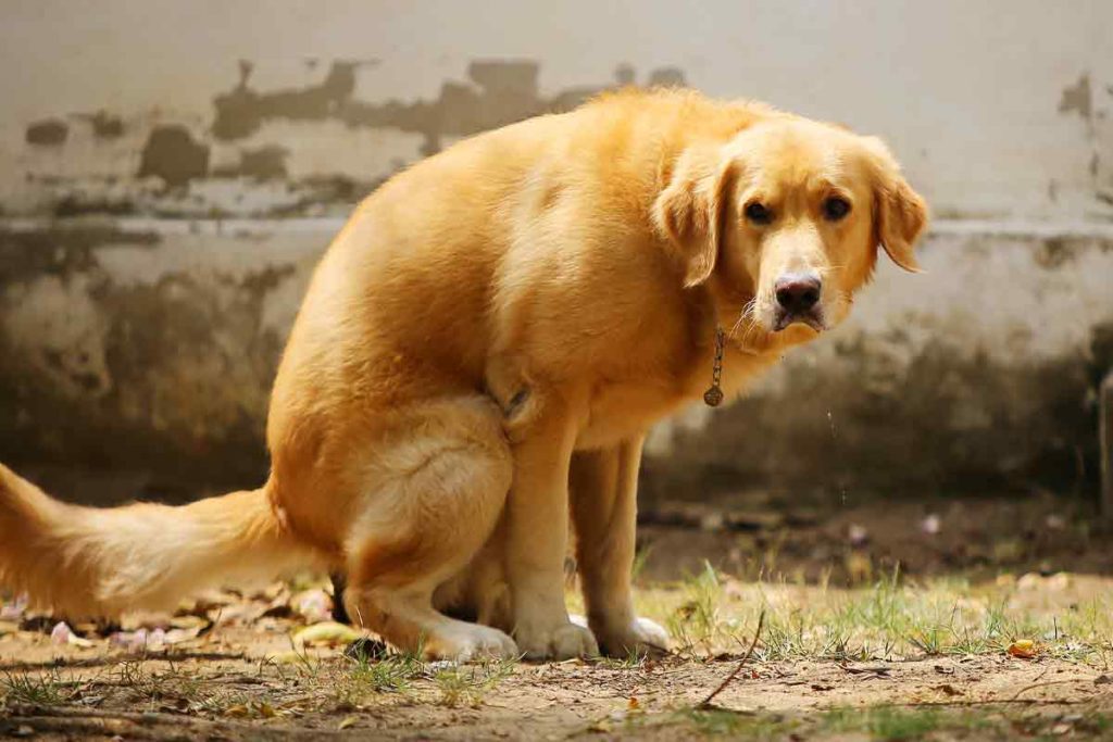 Understanding Mucus in Dog Poop: Causes & Solutions 2025 5 Dog Poop
