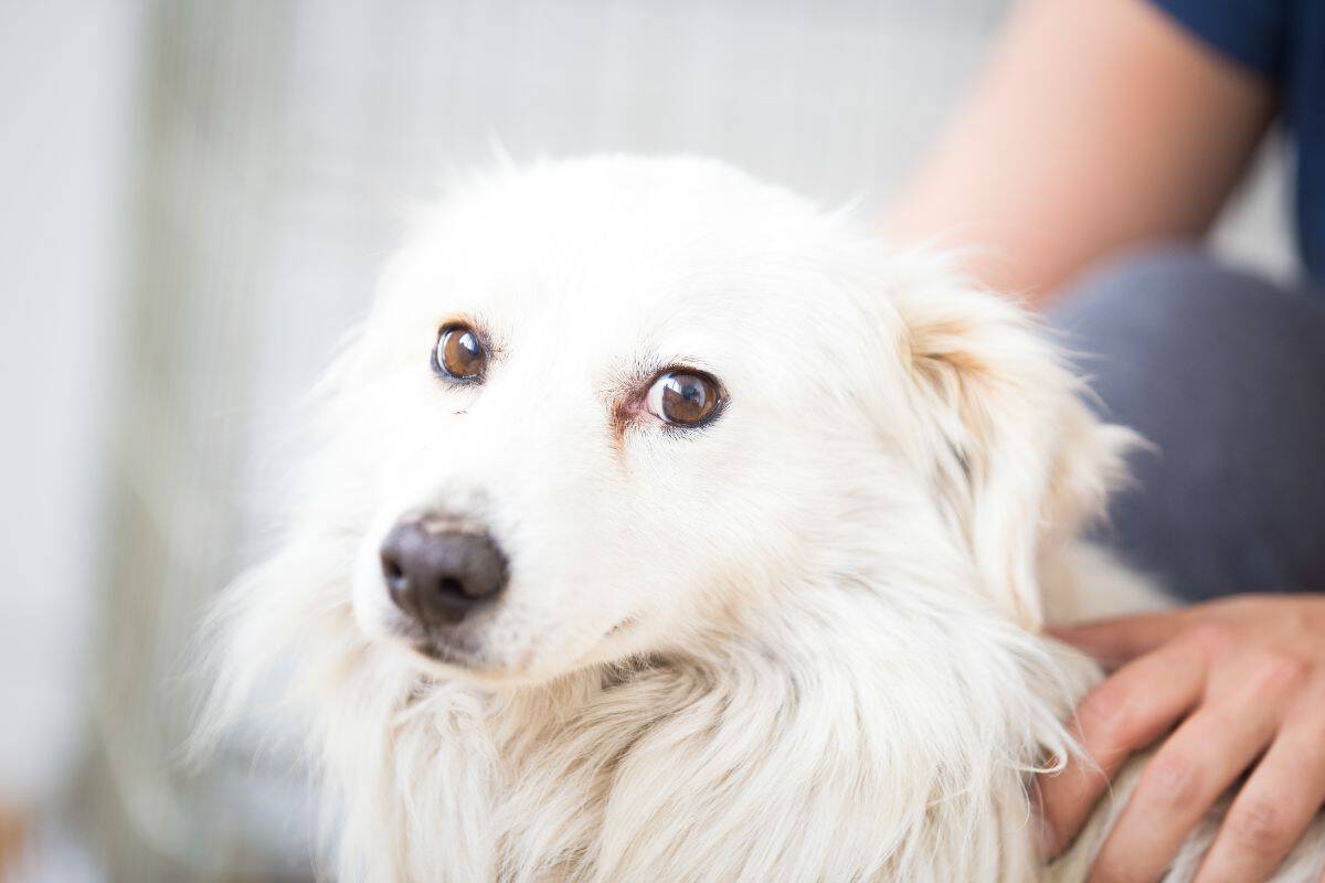 Dog Side Eye: What It Means and When to Worry