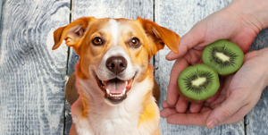 Can Dogs Eat Kiwi? Benefits, Risks & Safe Serving Tips 2025 2 Dogs Eat Kiwi