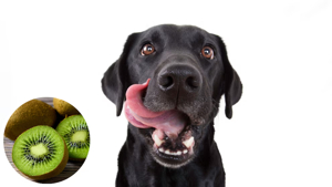 Can Dogs Eat Kiwi? Benefits, Risks & Safe Serving Tips 2025 4 Dogs Eat Kiwi 2