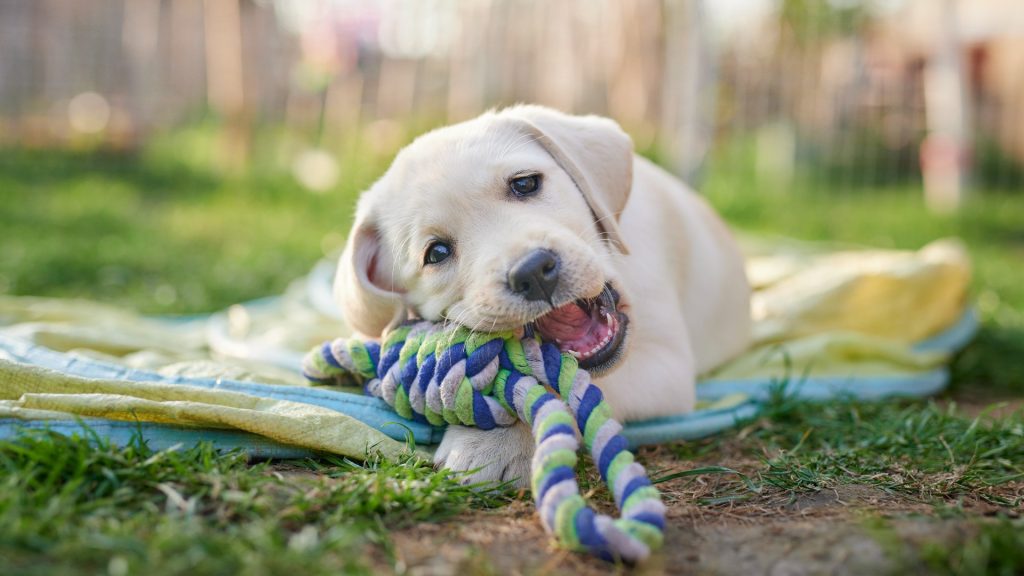 Understanding Down Syndrome Dogs: Signs and Care Tips 2025 3 Down Syndrome Dogs