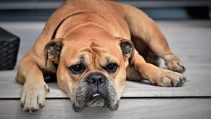 Understanding Down Syndrome Dogs: Signs and Care Tips 2025 2 Down Syndrome Dogs