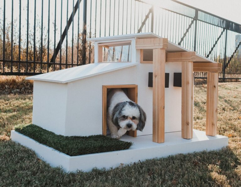 Stylish Dog Room Ideas For a Cozy Pup Haven 2025 5 Stylish Dog Room
