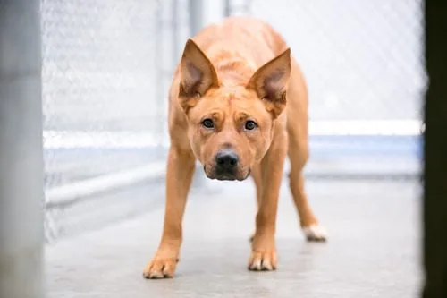 Why Is My Dog Shaking? 7 Causes of Sudden Strange Behavior 2 My Dog Shaking? 7 Causes of Sudden Strange Behavior