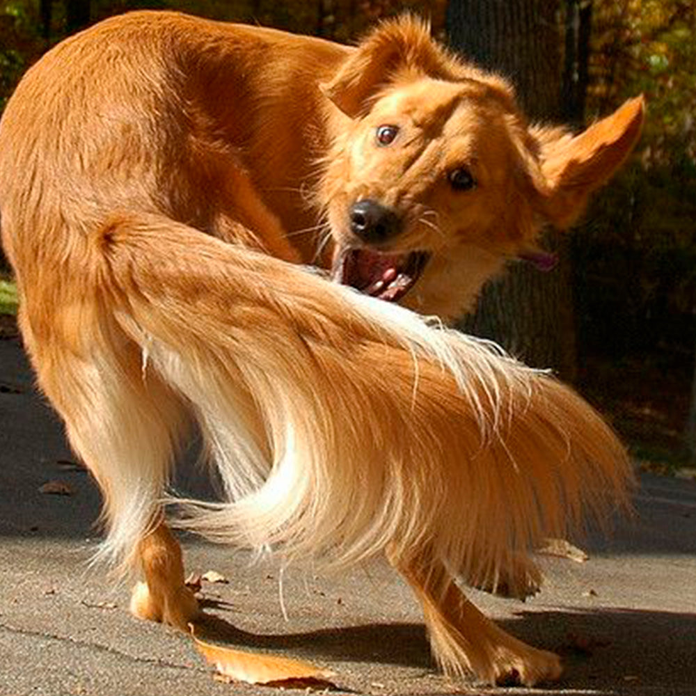 Why Is My Dog Shaking? 7 Causes of Sudden Strange Behavior 5 My Dog Shaking? 7 Causes of Sudden Strange Behavior