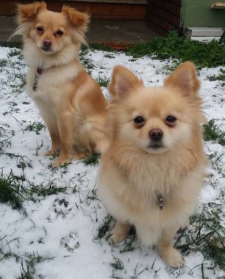 Pomchi Breed: The Adorable Pomeranian-Chihuahua Mix You Need to Know 3 Pomchi Breed