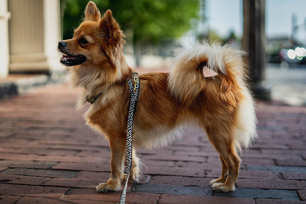 Pomchi Breed: The Adorable Pomeranian-Chihuahua Mix You Need to Know 4 Pomchi Breed