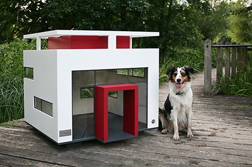 Stylish Dog Room Ideas For a Cozy Pup Haven 2025 2 Stylish Dog Room
