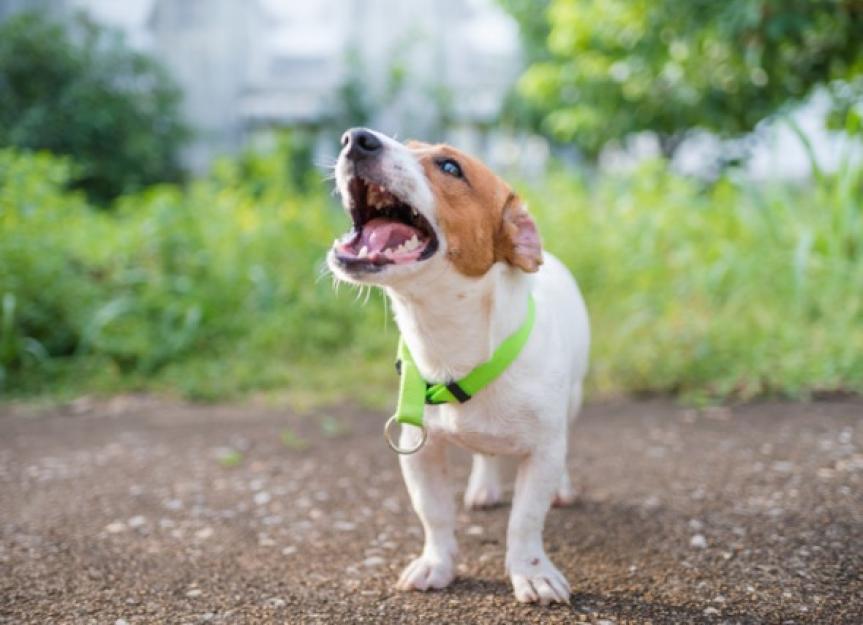 Why Dogs Bark So Loud: Understanding Your Noisy Canine Companion 2 Dog Barking