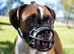 Understanding Dog Muzzles: Essential Safety Guide 2025 2 Types of Dog Muzzles
