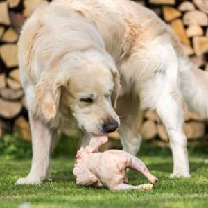 Can Dogs Eat Raw Chicken? Learn the Pros and Cons 3 Can Dogs Eat Raw Chicken