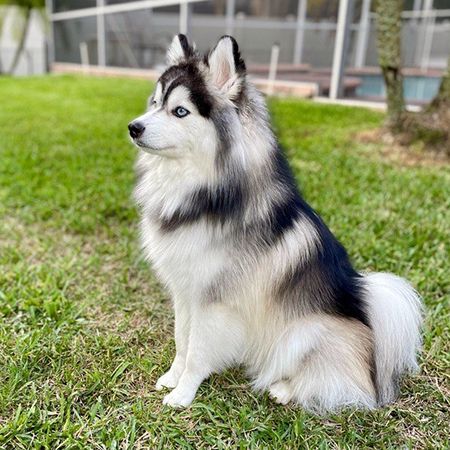 Pomsky: The Adorable Pomeranian Husky Mix You Need to Know About 2 Pomsky