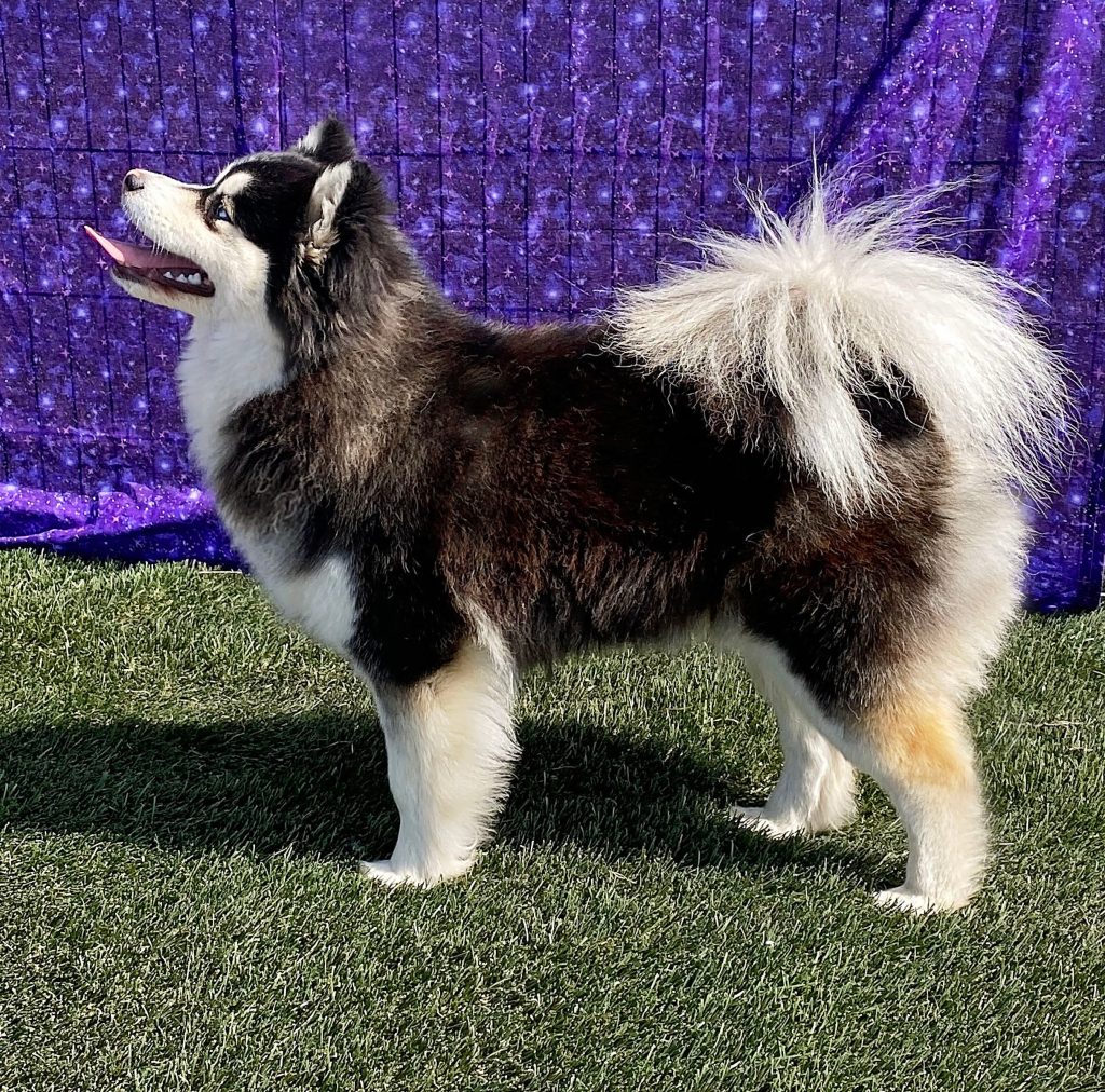 Pomsky: The Adorable Pomeranian Husky Mix You Need to Know About 4 Pomsky