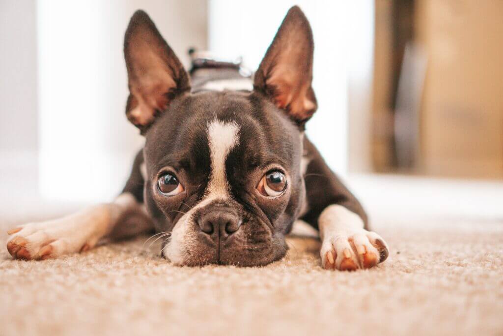Cloudy Eyes in Dogs: Causes, Treatments & Prevention 2025 2 Cloudy Eyes in Dogs