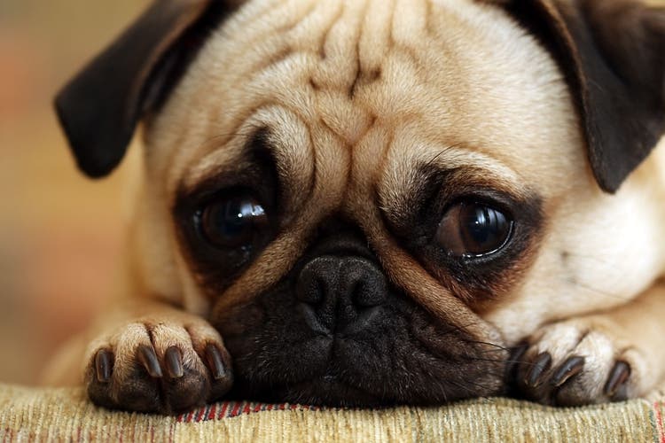 Cloudy Eyes in Dogs: Causes, Treatments & Prevention 2025 3 Cloudy Eyes in Dogs