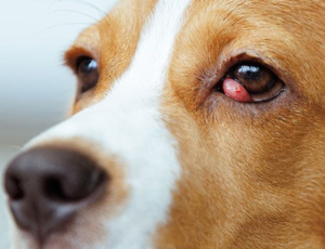 Cloudy Eyes in Dogs: Causes, Treatments & Prevention 2025 4 Cloudy Eyes in Dogs