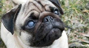 Cloudy Eyes in Dogs: Causes, Treatments & Prevention 2025 5 Cloudy Eyes in Dogs